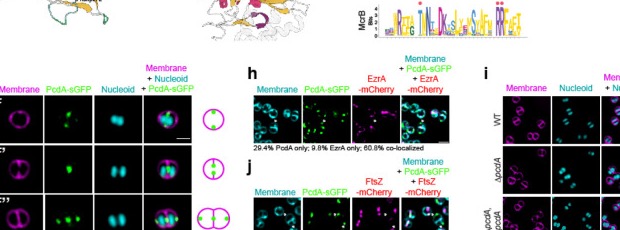 PcdA localization microscopy panel
