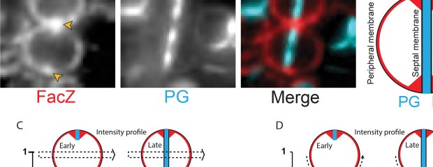 FacZ peptidoglycan microscopy panel