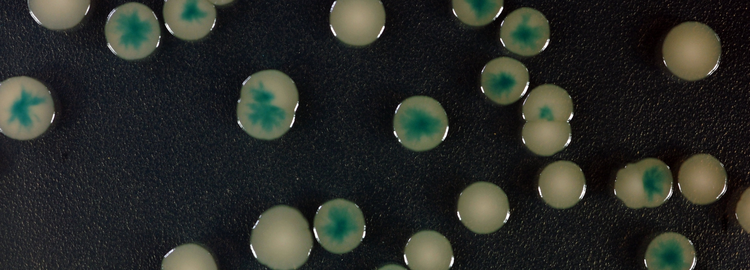 Mosaic colony phenotype screen image