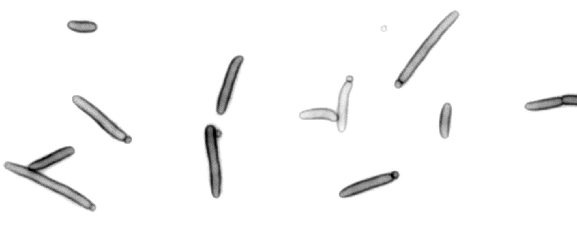 Comparative bacterial morphology panel